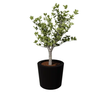 Kruka i polyester - Konisk - Ø 63 x 52 cm - RAL9005 matt (svart) - Med botten