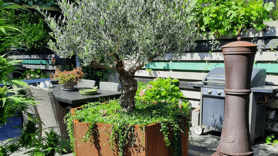 Olive träd i en stor kruka: välja rätt kruka och skötselråd